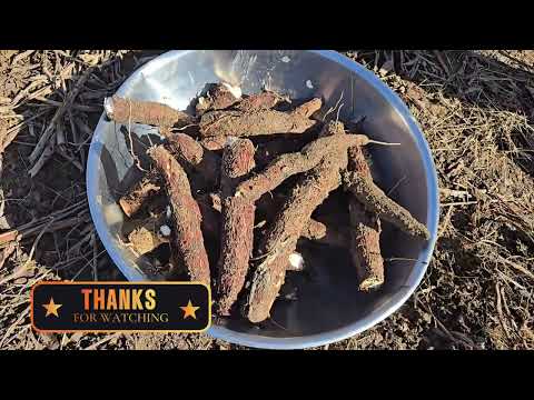 Harvesting Cassava Feb.5,2025 #youtubeshorts #Cassava @julietignacioteammamasenia4479