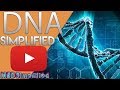 Dna structure and function of deoxyribonucleic acid dna