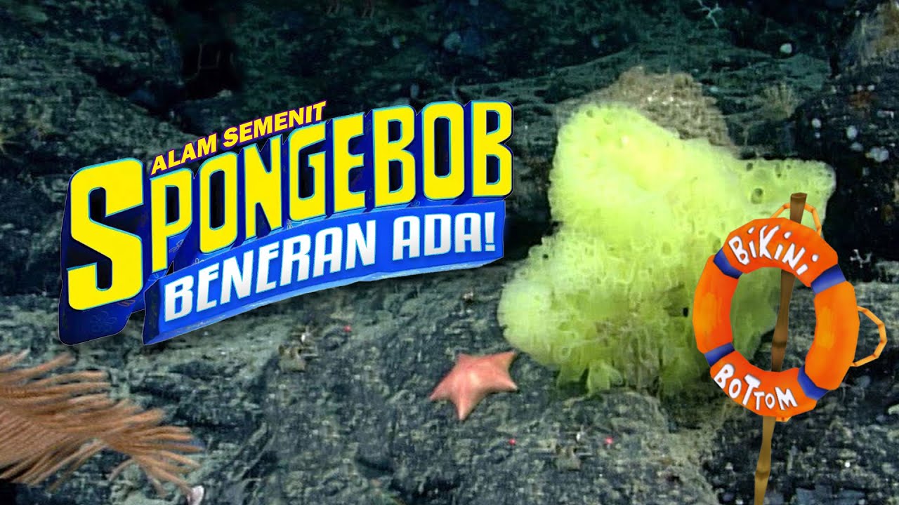 Binatang di SpongeBob SquarePants #AlamSemenit - YouTube