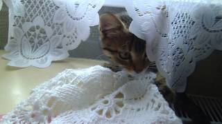 Котенок вредитель. Смотреть видео. Cat Котенок вредитель. Смотреть видео. Cat
