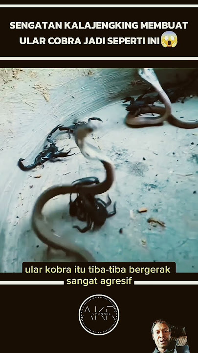 Sengatan kalajengking membuat ular cobra begini #shorts