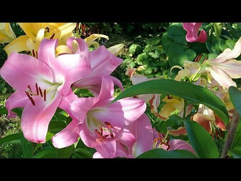 Video: Mirabilis Longiflorum