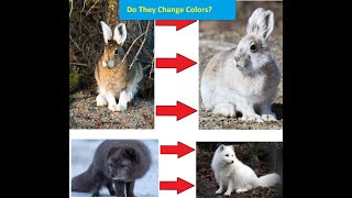 7 Animals That Turn White in Winter