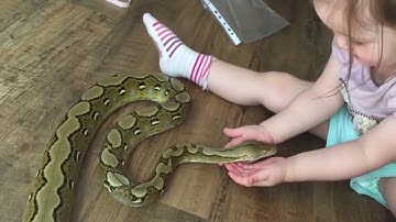 Amazing! 2 year old child plays with 6 foot long pet python