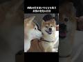 ドライブに行った先が病院⁉️表情がガラッと変わる柴犬 #shibainu #犬のいる暮らし #病院