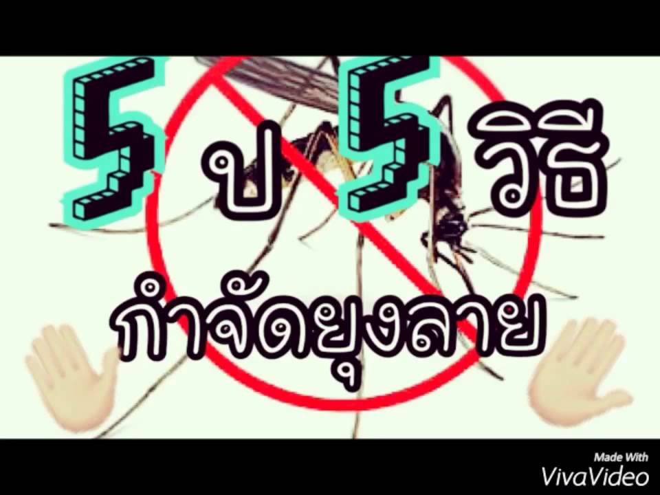 กำจัดยุงลาย 5 ป 5 วิธี - YouTube