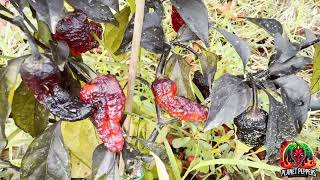 🔥 Peperoncino Greppo Ghost Flame: il diavolo veste rosso e nero 🔥