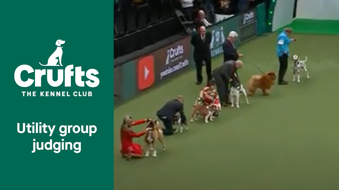 Utility Group Judging Crufts 2022 YouTube