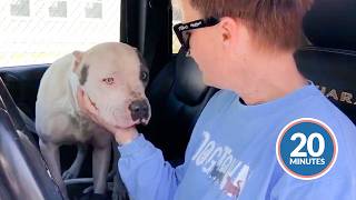 Touching Animal Rescues: 20 Minutes of Inspiring Heroes Saving Lives and Spreading Hope by Poke My Heart 1,056 views 2 months ago 21 minutes