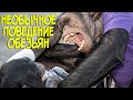 СМОТРЕТЬ ВСЕМ - Необычное поведение обезьян | Приколы 2020 с шимпанзе | Смешные животные 2020