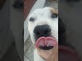 Reciclando de la chatarra una casita para Pituko y Frijolito P1