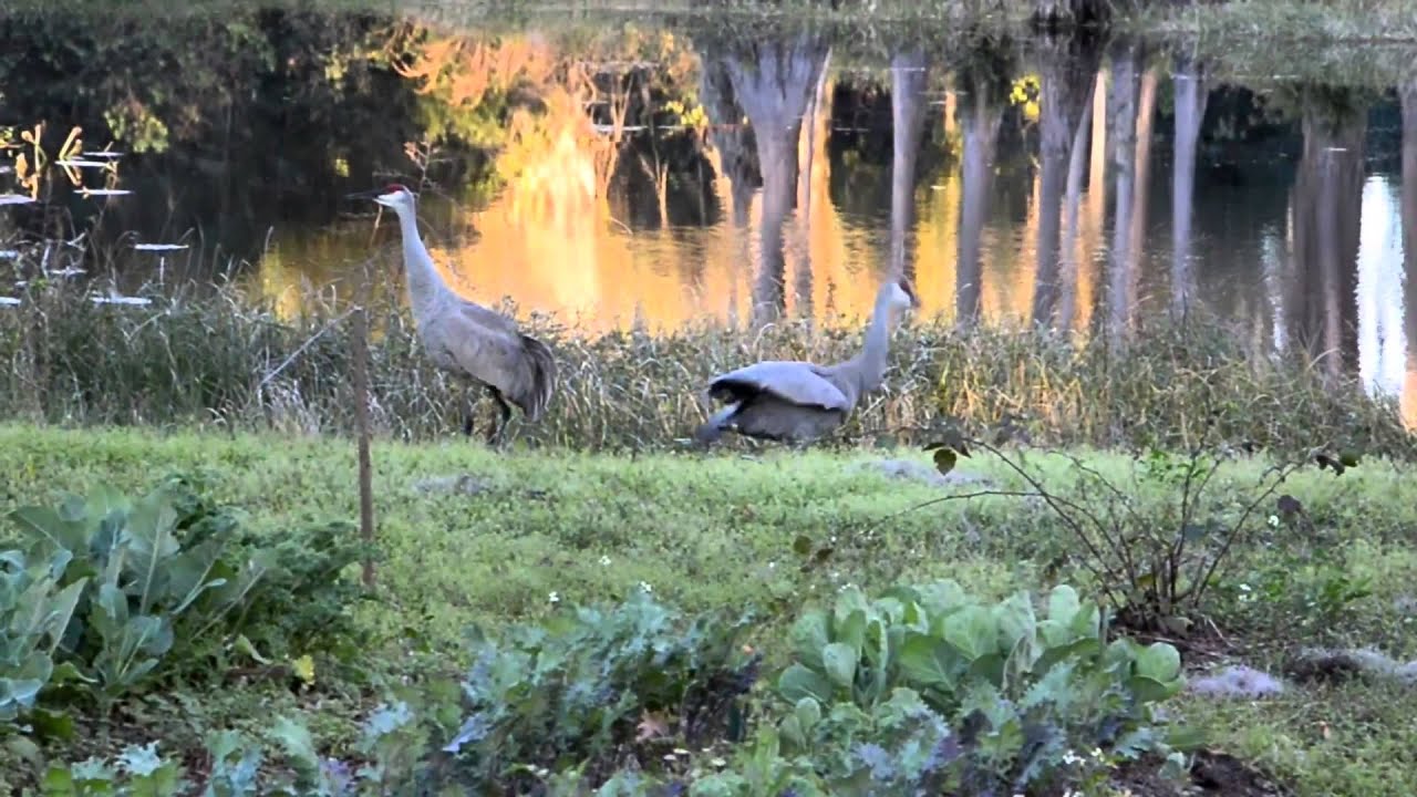 Sandhill Cranes Dancing YouTube