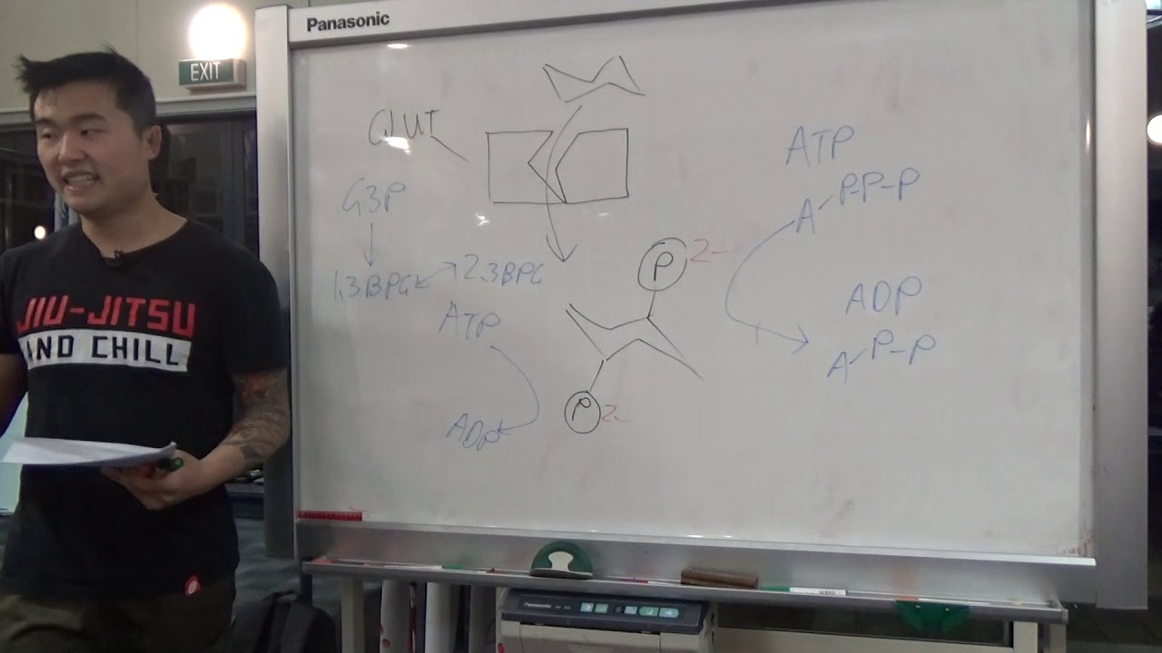 BIOC192: Tute 10 - Glycolysis, beta oxidation and citric acid cycle