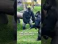 Why You Should NEVER Fight a Gorilla 🦍💀