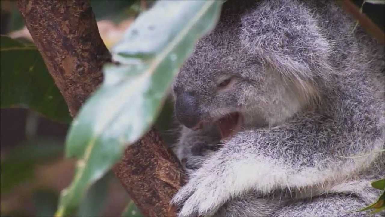 When Koala bears attack. YouTube