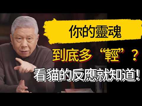貓能看穿你的靈魂？貓咪主動接近你，表示你靈魂夠「輕」！真相太神奇！#觀復嘟嘟 #馬未都 #圆桌派 #观复嘟嘟 #窦文涛