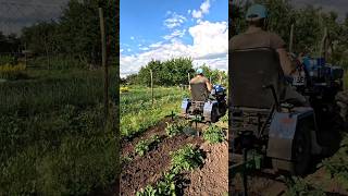Первое испытание ушастых окучников до мотоблока #огород #agro #дача #мотоблок