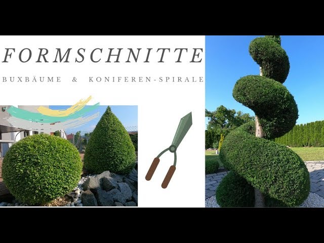 Koniferen Spirale schneiden/Buxus - Kugel schneiden/im Garten unterwegs -  YouTube
