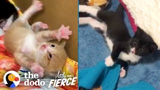 Watch These Teeny Wobbly Kittens Never Give Up | The Dodo Little But Fierce