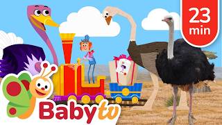 meet ostrich fastest bird land animal facts toddlers atbabytv