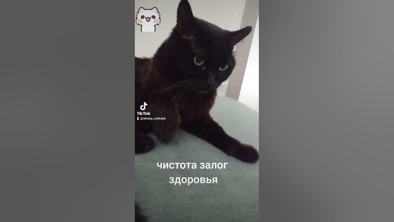 how-to-wash-cat-youtube
