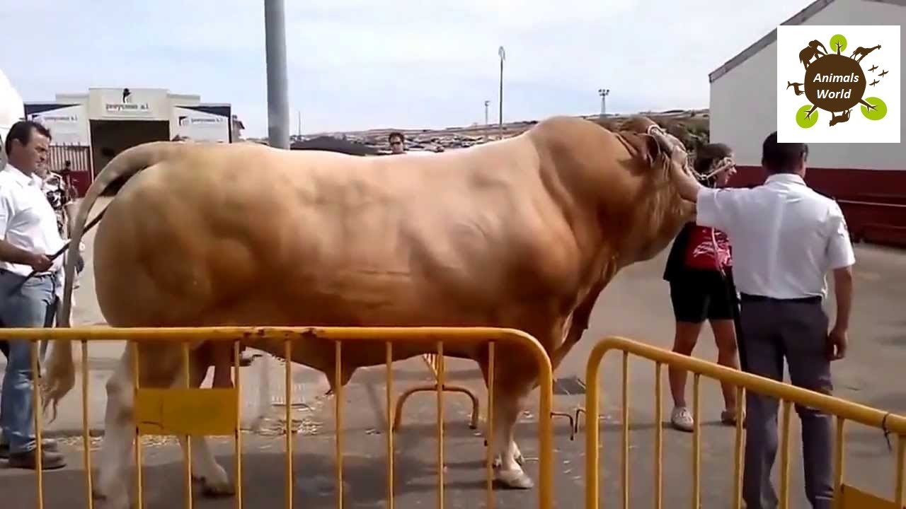 Record animals Record animals