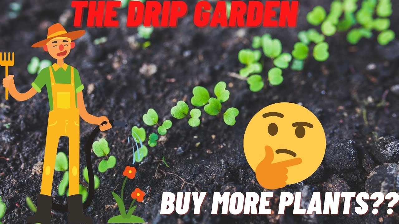 WHEN TO BUY PLANTS IN THE DRIP GARDEN?? MY MILLION DOLLAR STRATEGY YouTube