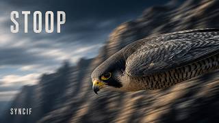 Syncif   STOOP (Official Audio)