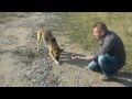 Das Hundeleid in Rumänien  (Von Bukarest bis Transilvanien 2011)
