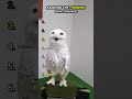 Ranking Funny Bird Sounds