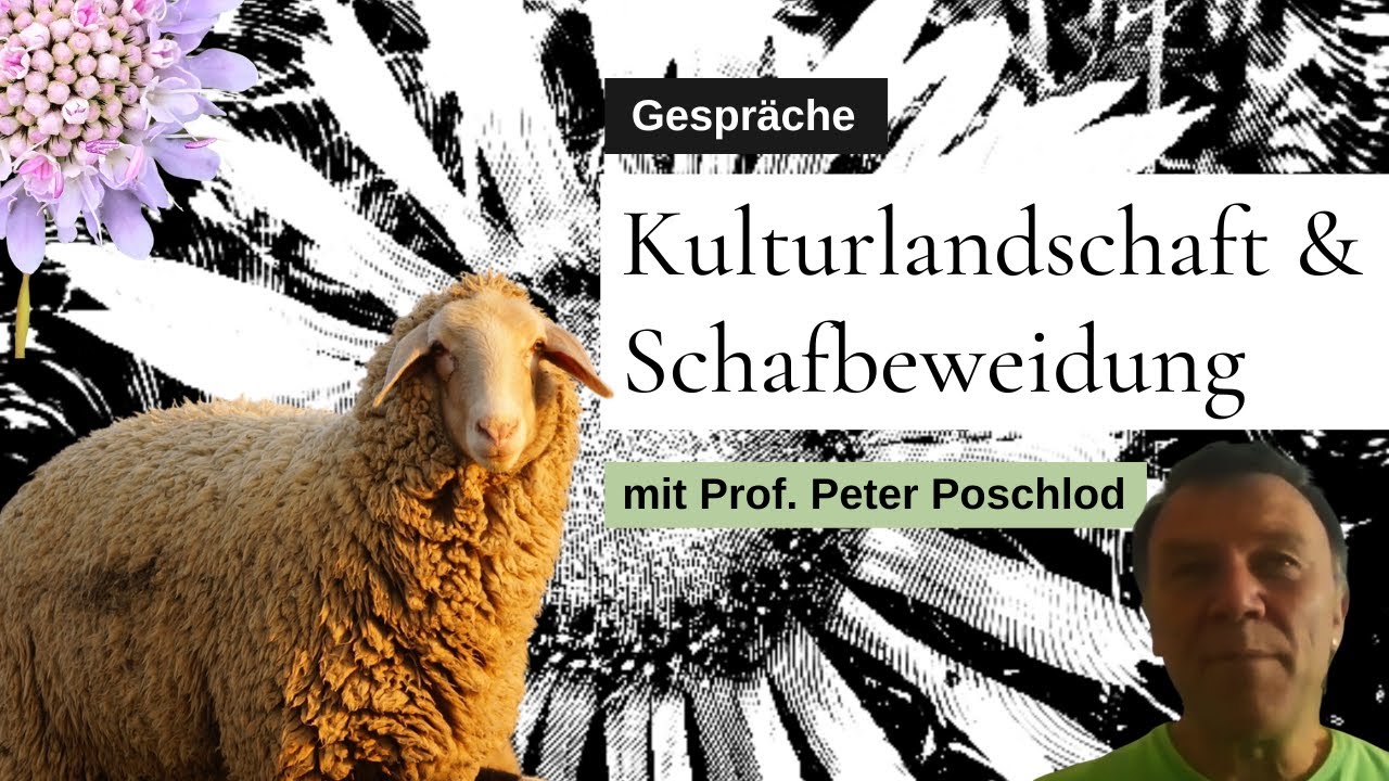 Biodiversität und Wacholderheide. Leistung der Wanderschäferei. – Interview mit Prof. Poschlod.