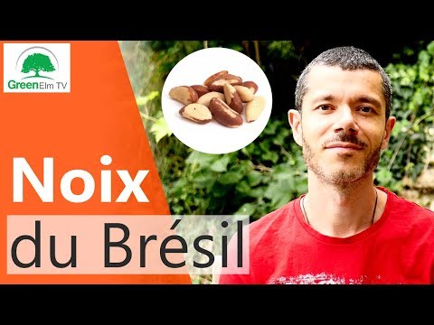 Vidéo: Récolte des noix du Brésil - Conseils pour savoir quand et comment récolter les noix du Brésil