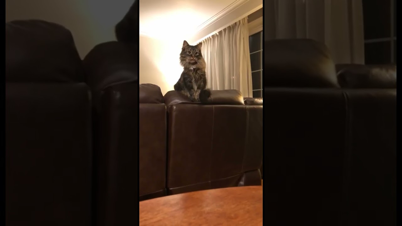 Don’t shop adopt please 🙏