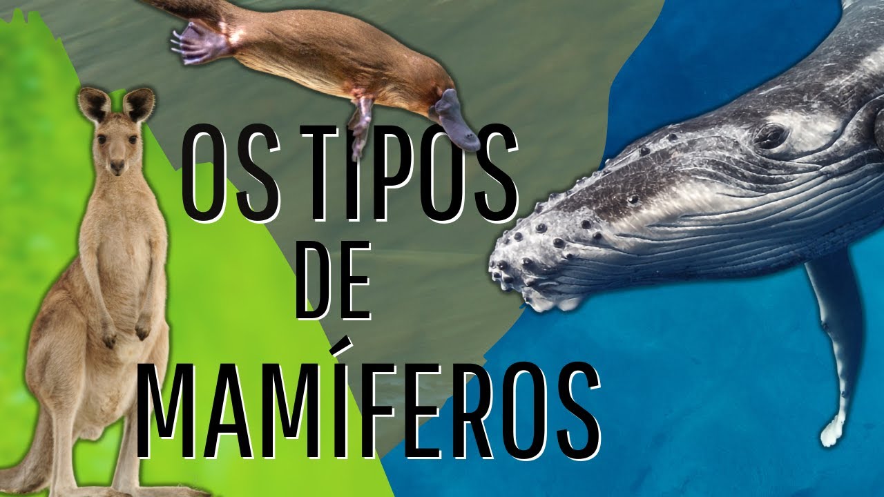 AS 3 FORMAS DE REPRODUÇÃO DOS MAMÍFEROS