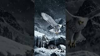 White Eagle in the Frozen Wild | Survival in the windy mountain