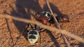 Gros plan fourmis camponotus detritus (Sesriem, Elim Dune)