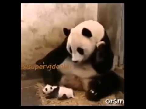Panda-Aklımı Aldın Bebek (Komik)