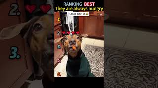 They are always hungry🤣🐶#funnyvideos #pet #Funny #usa #dog #omg #funnytiktok #fyp #foryoupage #