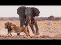 وثائقي HD عراك الأسود في مواجهة الفيلة عالم الحيوانات المفترسة 