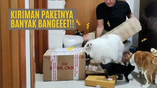 Unboxing Paket Seru Buat Bayi Kucing