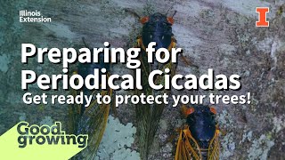 Periodical Cicada Preparation, Protecting our baby trees! | #GoodGrowing
