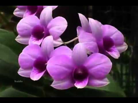 თემურ წიკლაური -,,მოეფერეთ დედებს\"