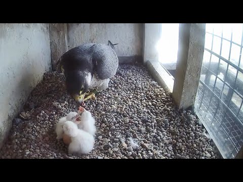 Kolejne karmienie piskląt