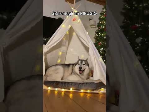 Video: Se i cani potrebbero fare le risoluzioni di Capodanno, ecco cosa sarebbero