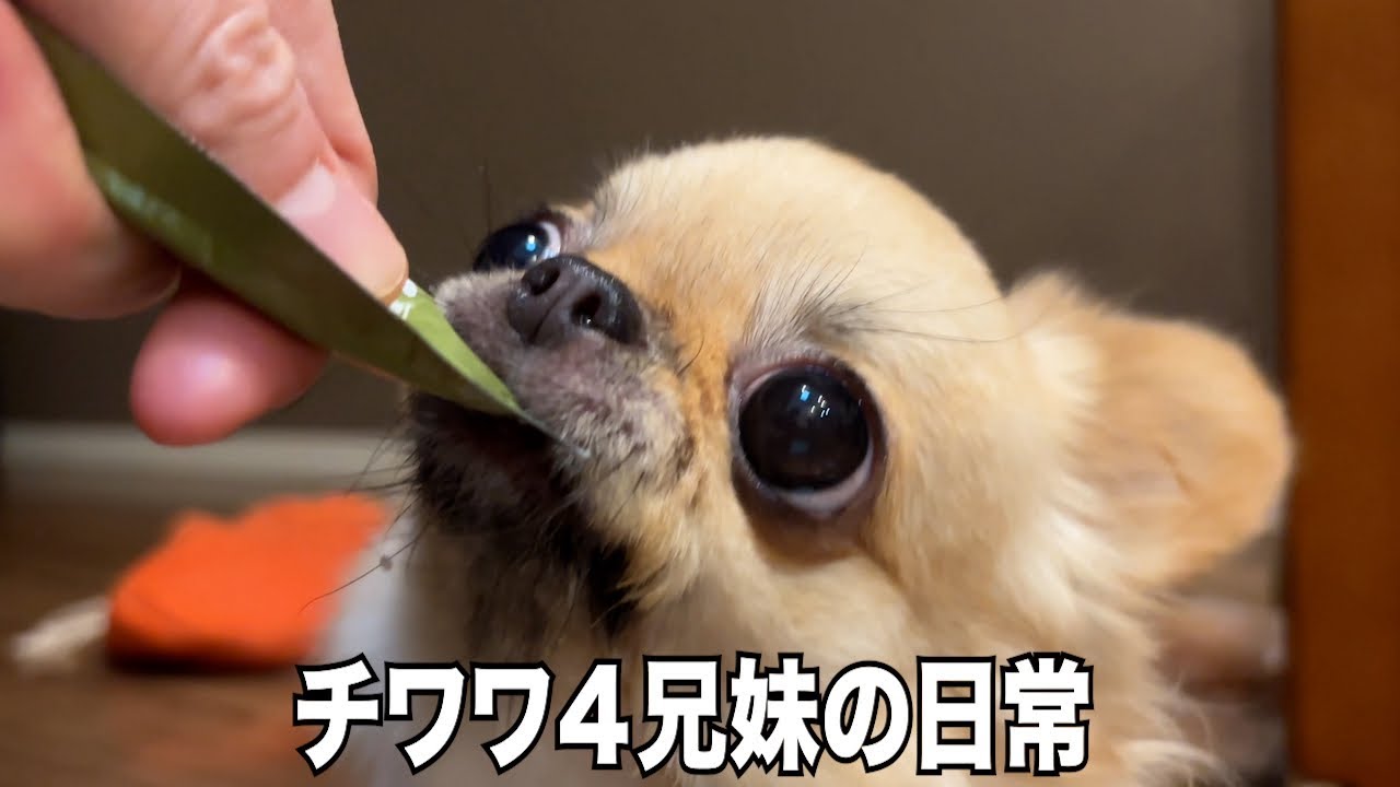 チワワ4兄弟の日常