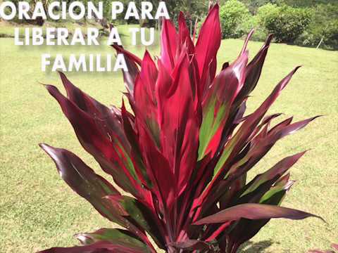 Oracion Para Liberar Tu Familia Y Traer Bendiciones A Tu Casa Oracion Para Liberar Tu Familia Y Traer Bendiciones A Tu Casa