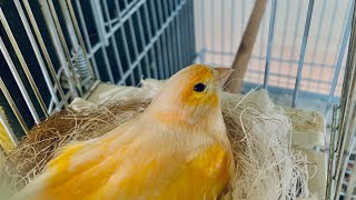 What canary nesting material to use. Canary breeding 2023