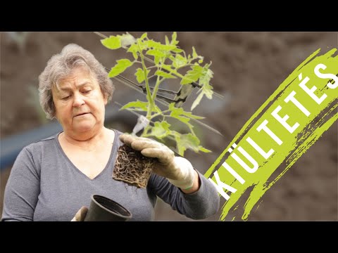Videó: Paradicsomnövények ültetése: Paradicsom ültetés