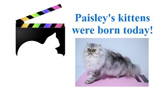 Paisley's 5 New Kittens  May 21, 2024