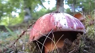 Boletus legaliae